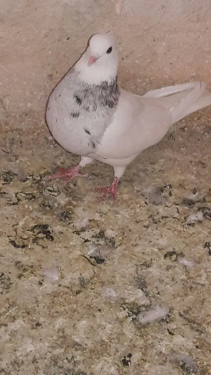 کبوتر|پرنده|بهبهان, |دیوار