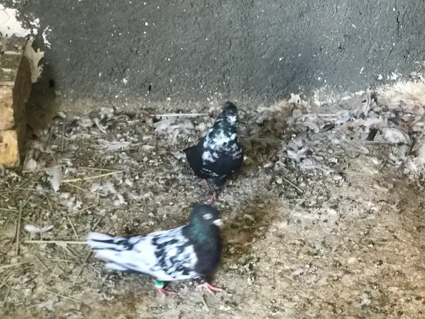 تعدادی کبوتر ناجلد|پرنده|سمنان, |دیوار