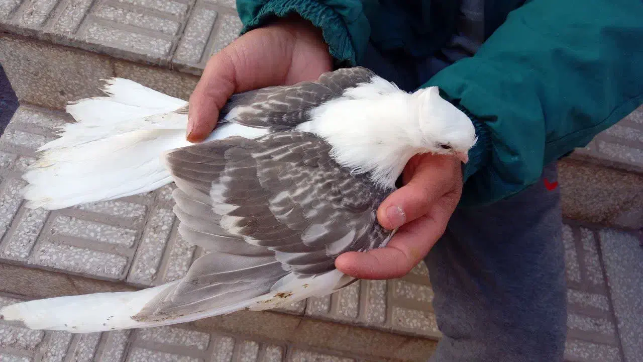 دوبالی|پرنده|پاکدشت, پاکدشت (مامازند)|دیوار