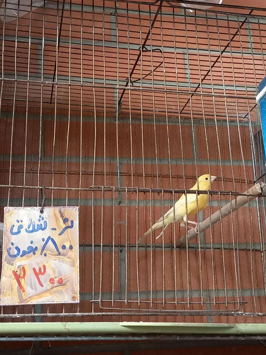 قناری نر وماده|پرنده|خمینی‌شهر, |دیوار