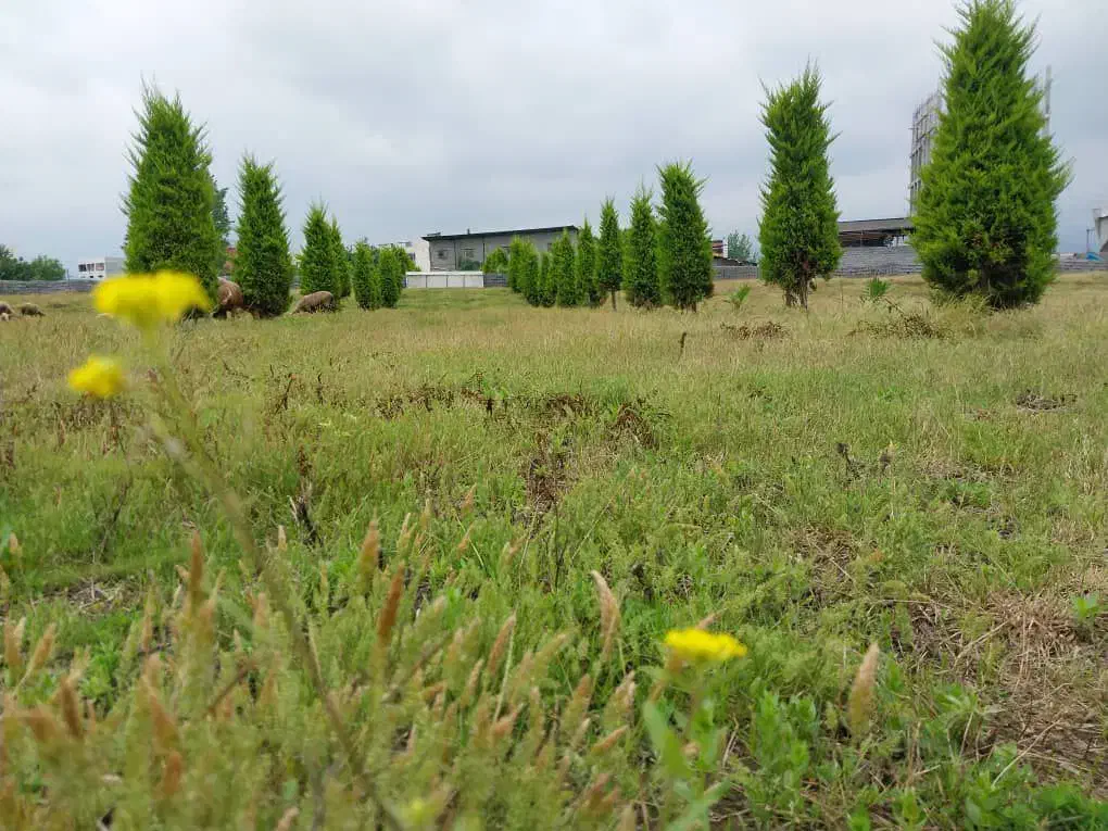 200م زمین جنگلی/انشعابات سر ملک‌.سند تک برگ|فروش زمین و ملک کلنگی|چمستان, |دیوار