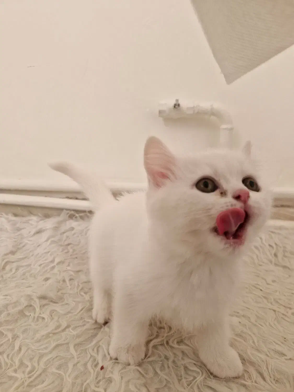 گربه مادر و پسر دختر پرشین و بریتیش|گربه|تبریز, |دیوار