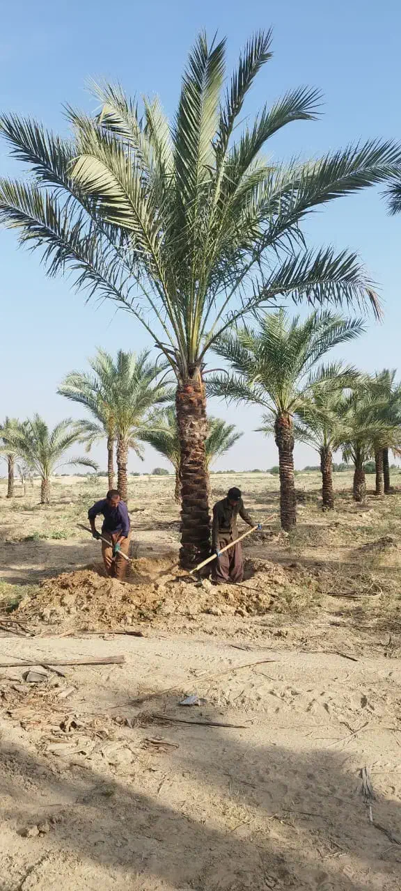 خرید نخل های زیر 5متر با ریشه فقط تعداد بالا|خدمات باغبانی و درختکاری|آبپخش, |دیوار