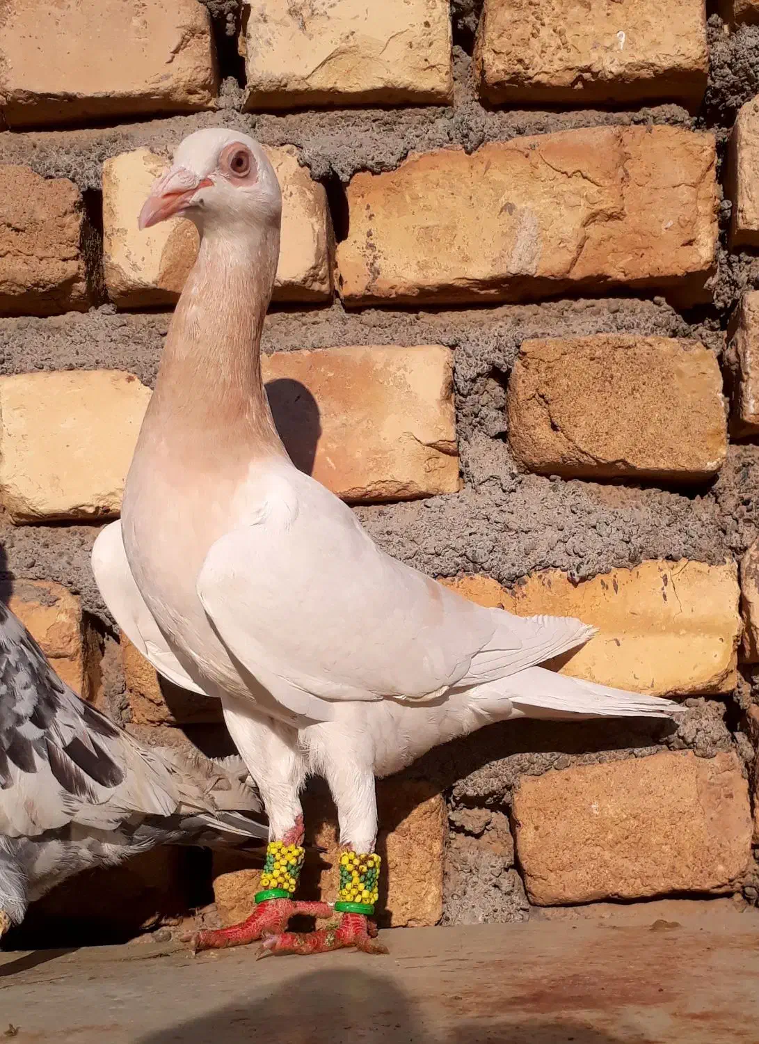 کفتر سار هفترنگ لیمویی آلمانی زرد سبز کاریر|پرنده|مشهد, شهید معقول|دیوار