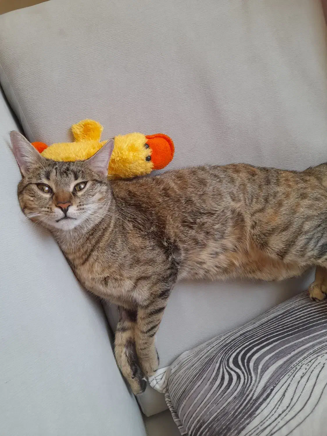 گربه مادهdsh|گربه|رودهن, |دیوار