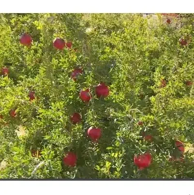 انار ربی درجه یک|حراج|شهرضا, |دیوار