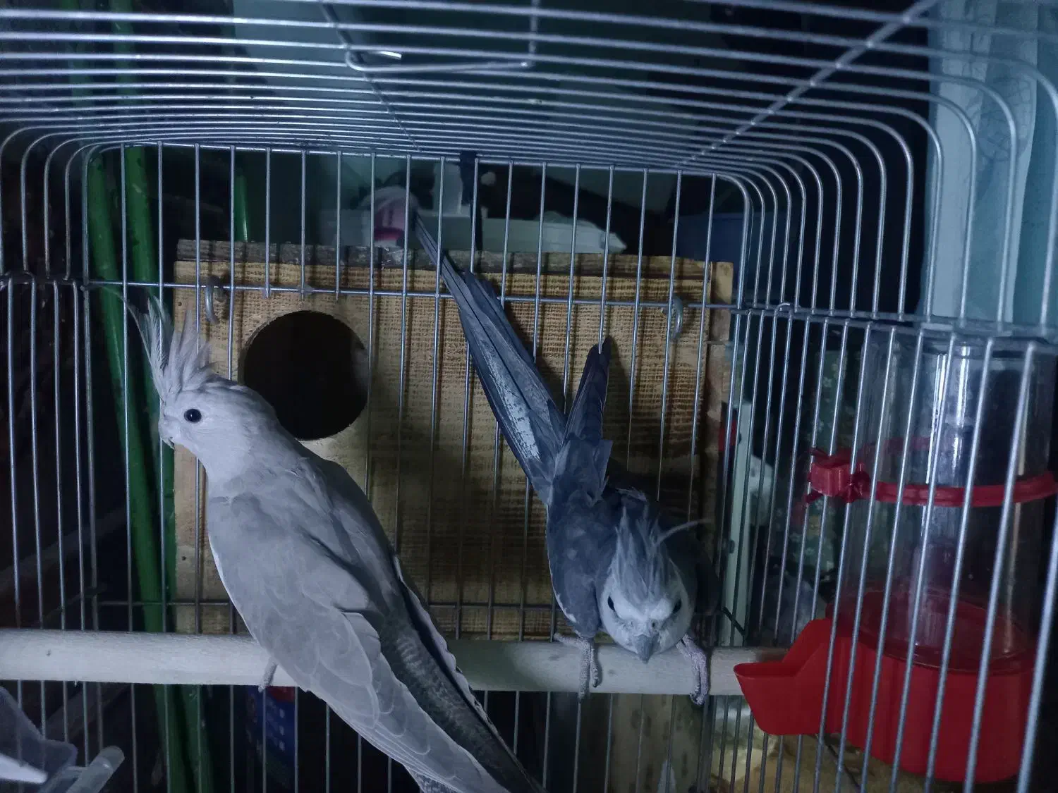 جفت عروس هلندی|پرنده|چاه مبارک, |دیوار