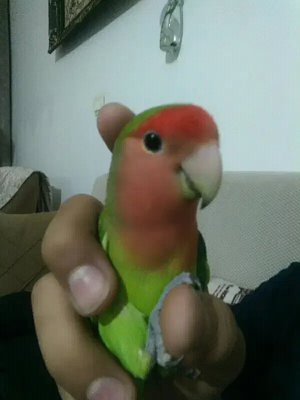 کوتوله برزیلی دستی|پرنده|قم, پردیسان|دیوار