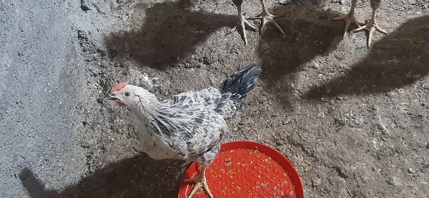 جوجه محلی مرغ و خروس رسمی گلپایگان.نیمچه|حیوانات مزرعه|ورامین, ورامین|دیوار