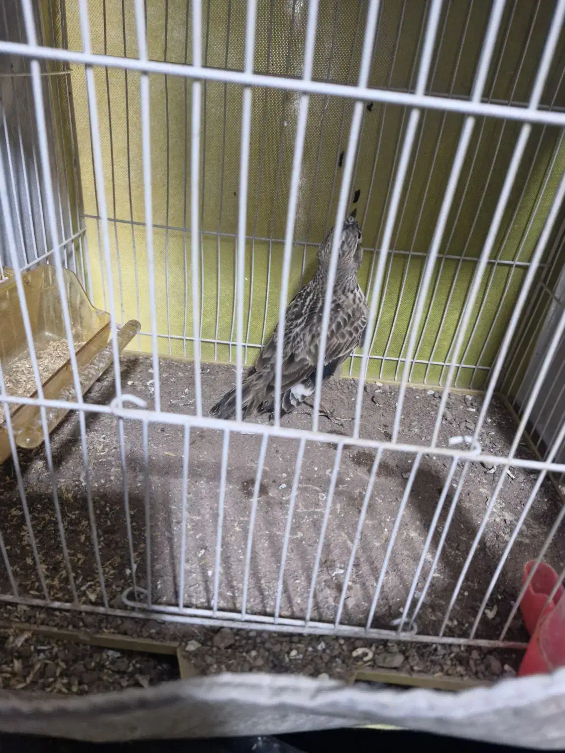 سهره خاکی قناری|پرنده|تربت جام, شهرک آزادگان|دیوار