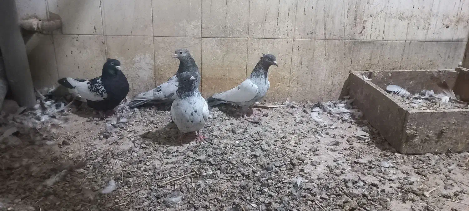 کبوتر سینه سار و سار دمسفید|پرنده|شیروان (خراسان), |دیوار