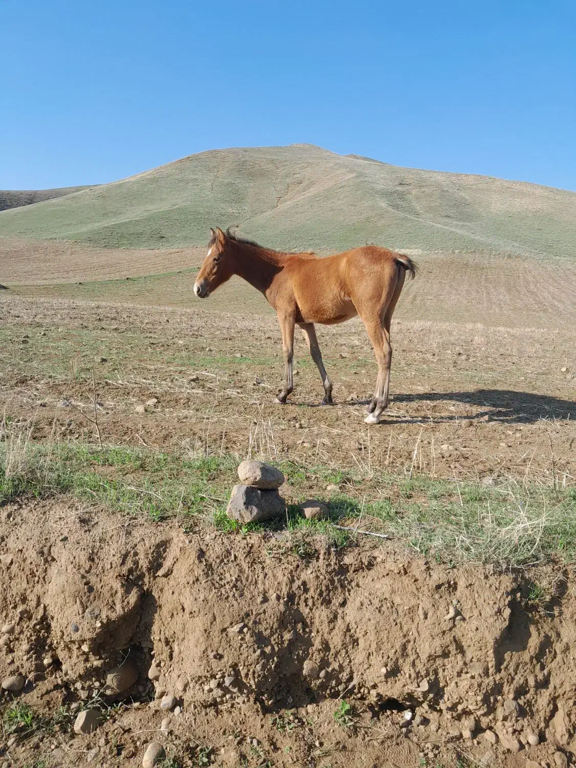 اسب 5ماهه|حیوانات مزرعه|دره رود, |دیوار