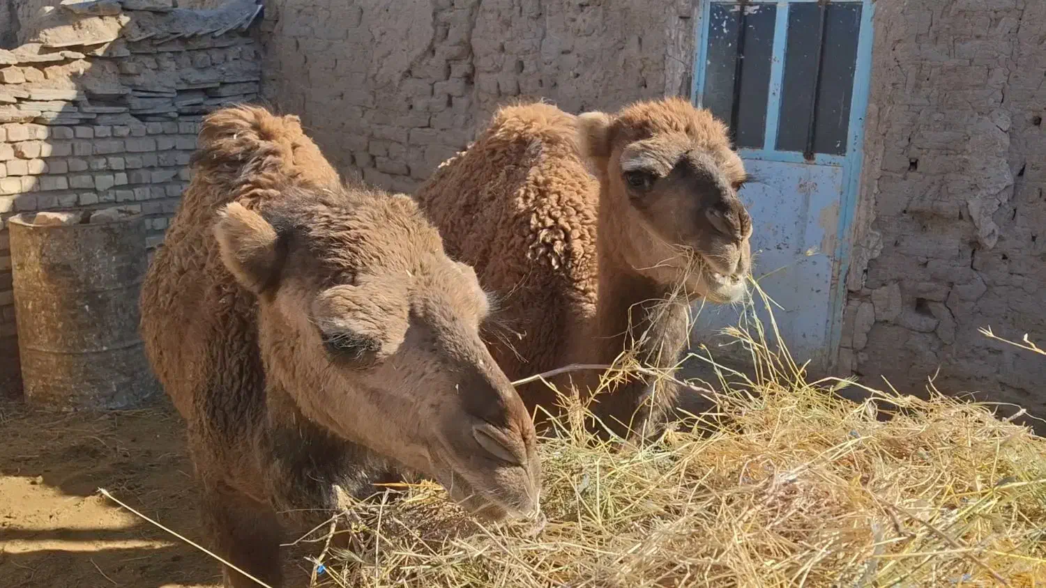 دو عدد بلبون|حیوانات مزرعه|خوسف, |دیوار