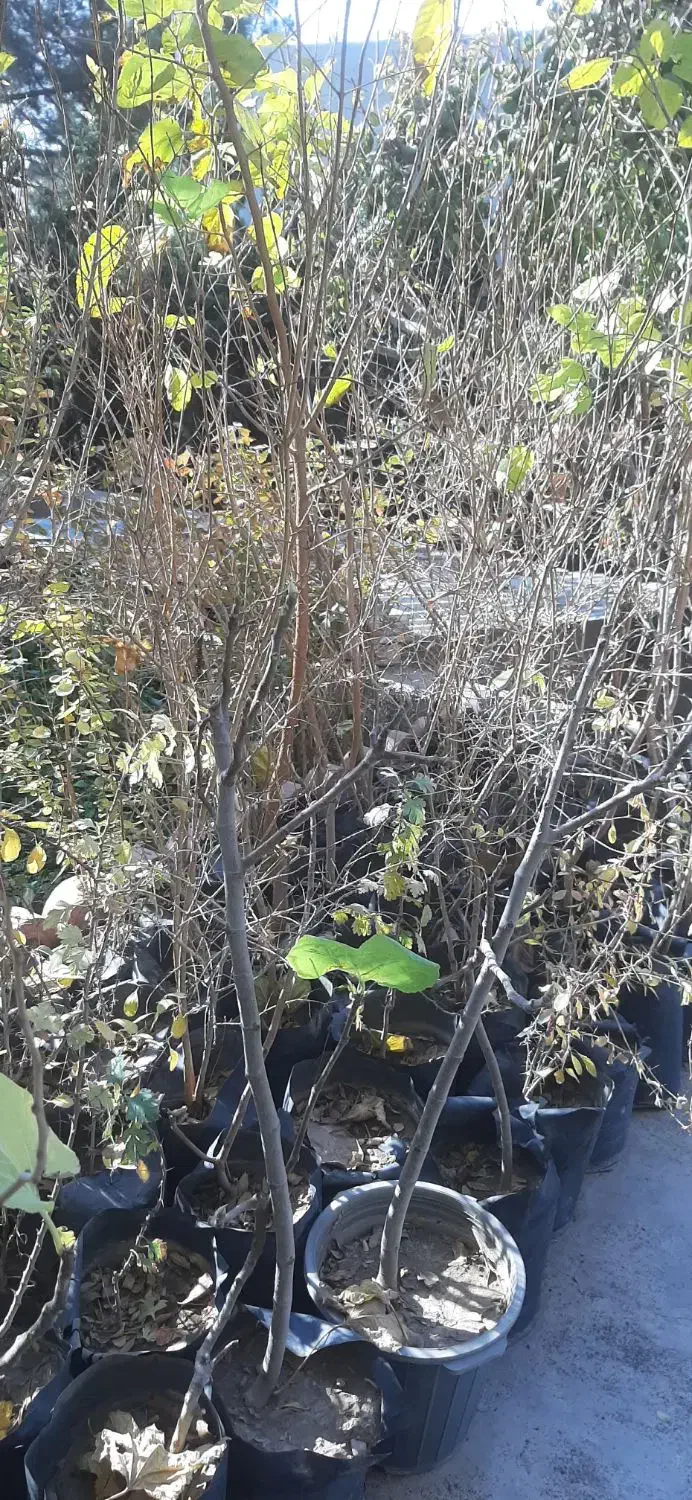 نهال انار انجیر توت کود مرغی|خدمات باغبانی و درختکاری|هشتگرد, هیو|دیوار