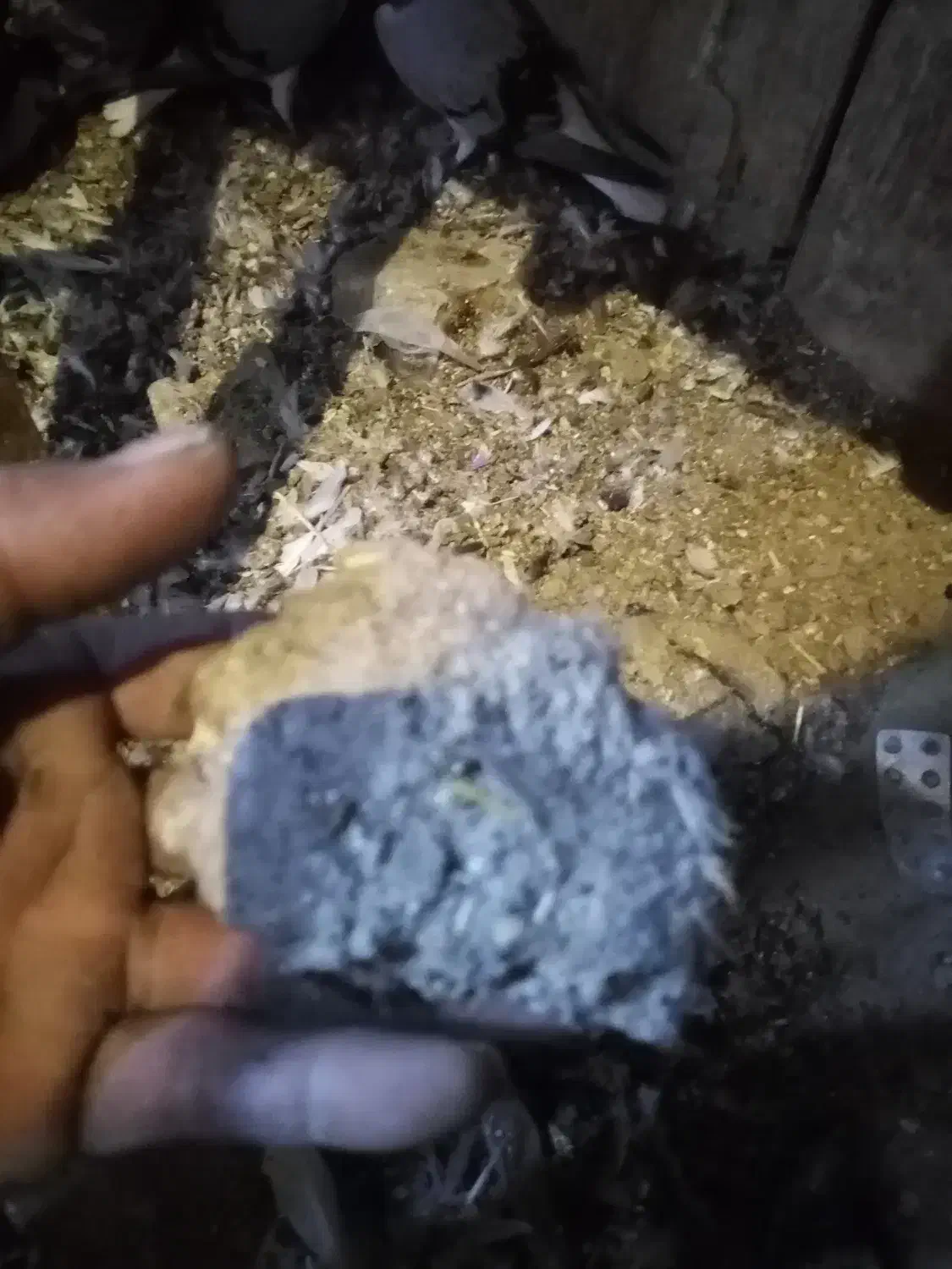 فضل مرغ واکفتر|خدمات باغبانی و درختکاری|اصفهان, حصه شمالی|دیوار