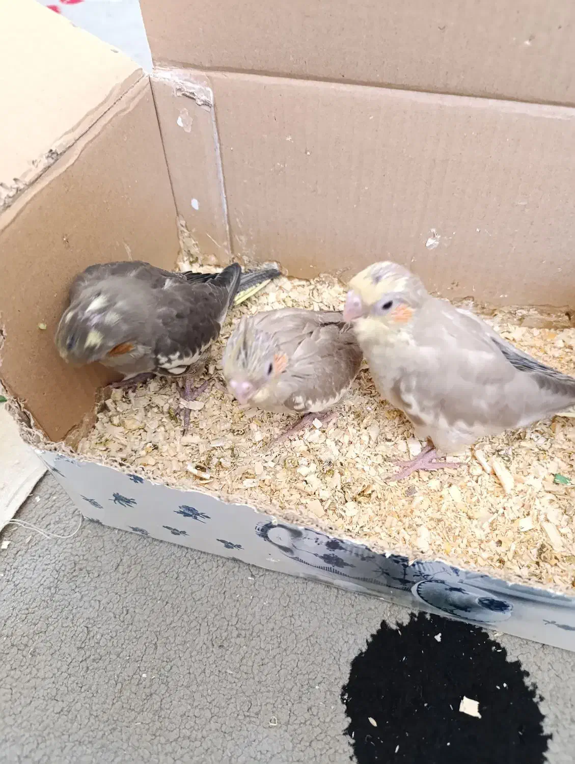 جوجه عروس هلندی|پرنده|کرمان, |دیوار