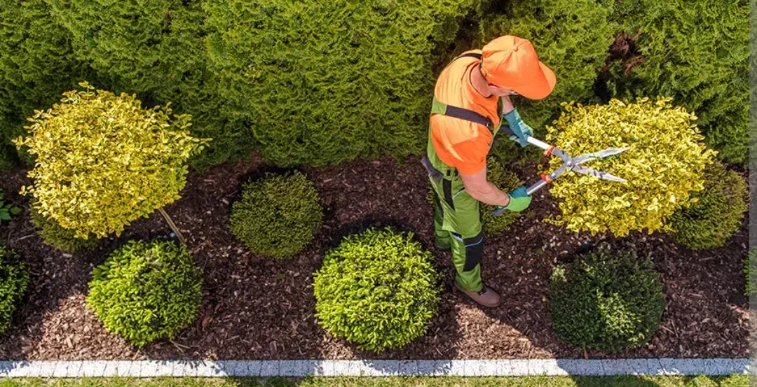 تیم متخصص امور باغبانی برای اولین بار در شهرستان|خدمات باغبانی و درختکاری|تربت‌حیدریه, پیشکوه|دیوار