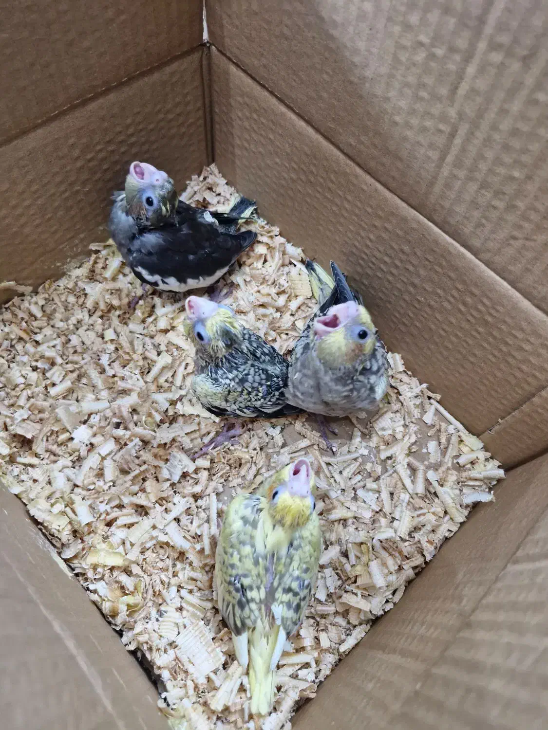 جوجه عروس هلندی|پرنده|پاکدشت, پاکدشت (مامازند)|دیوار