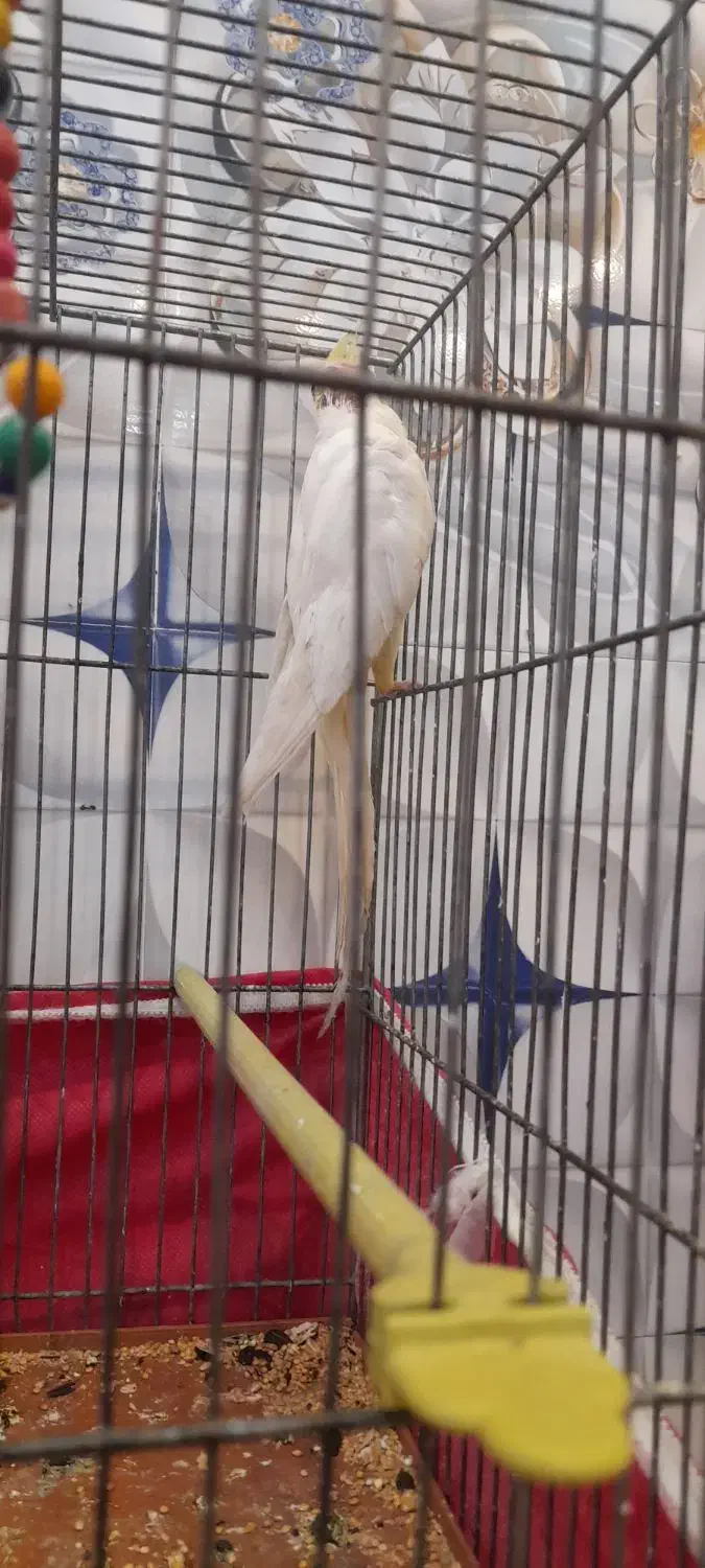 عروس هلندی نر زعفرانی سر حال بازی کوش|پرنده|عجب شیر, |دیوار