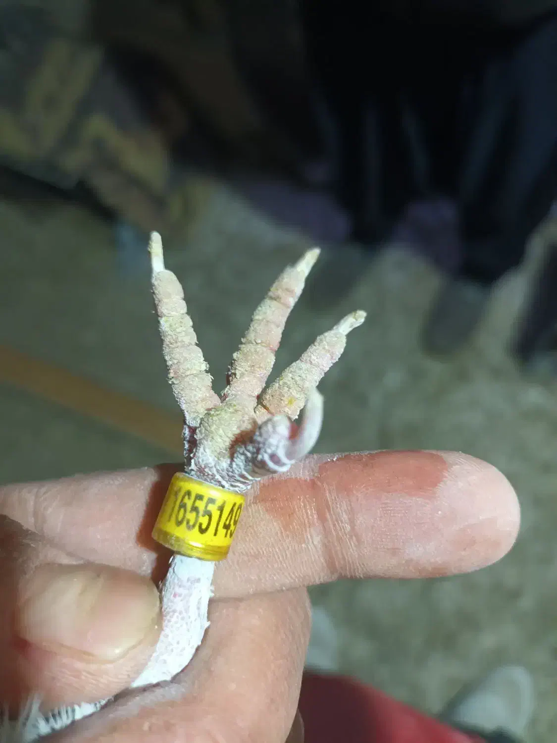 کفتر پلاکی|پرنده|زرین دشت (همدان), |دیوار