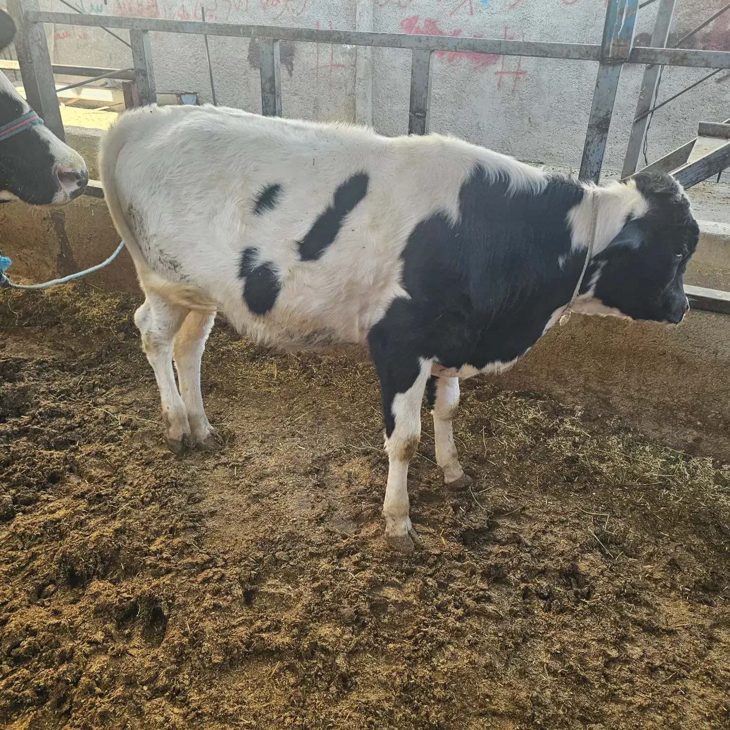 گاوگوساله گاوابستن|حیوانات مزرعه|خرمآباد, |دیوار