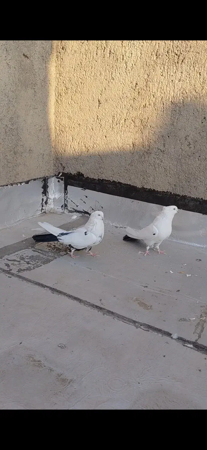 جفت دم سیاه نر کاکلی|پرنده|میانه, |دیوار