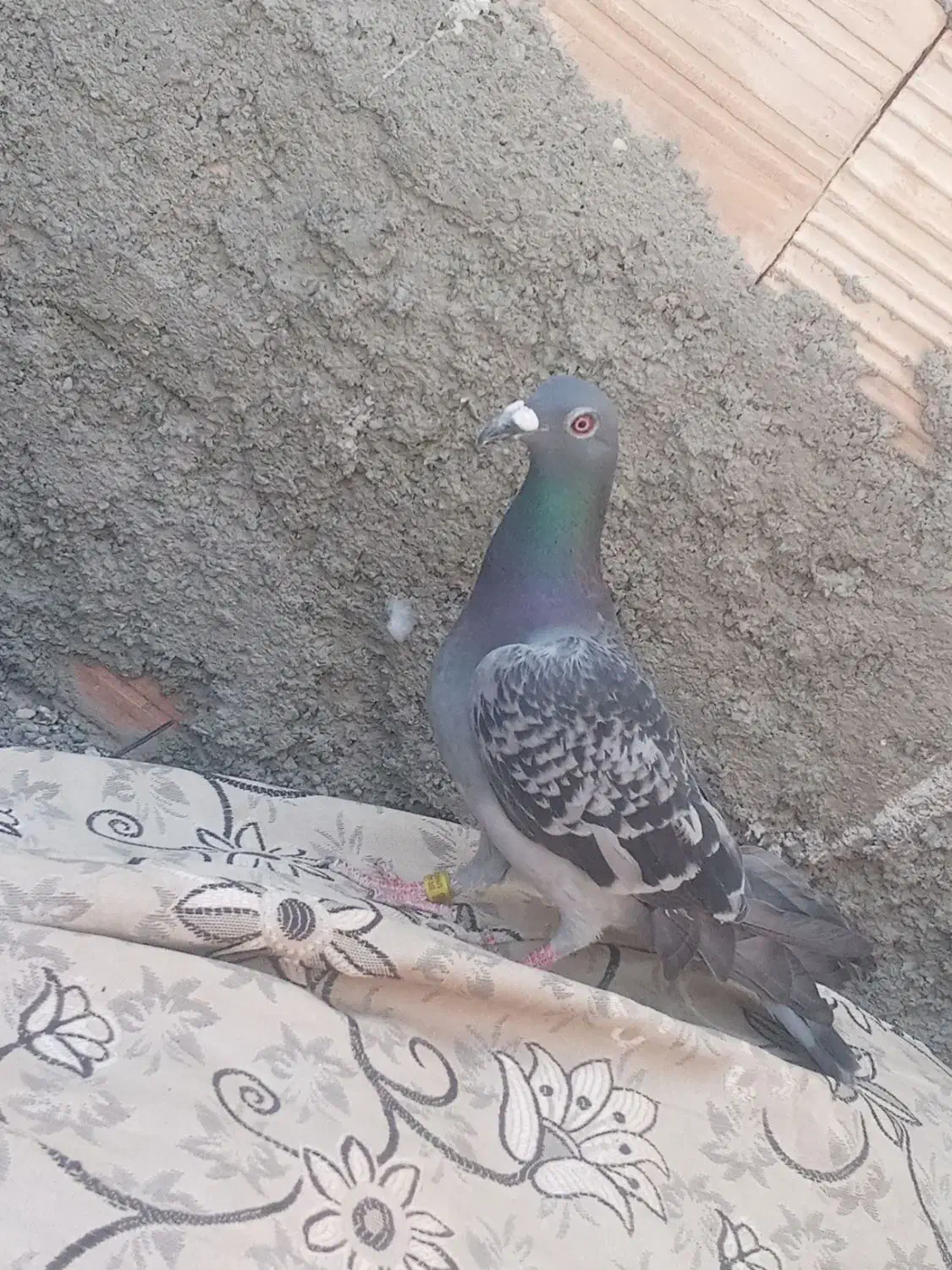 کبوتر گرفتنی|پرنده|زابل, |دیوار