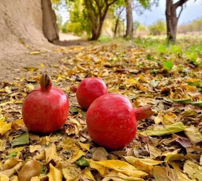 تور یک روزه ی اورامانات(پنجشنبه) ۸ آبان|تور و چارتر|سنندج, |دیوار