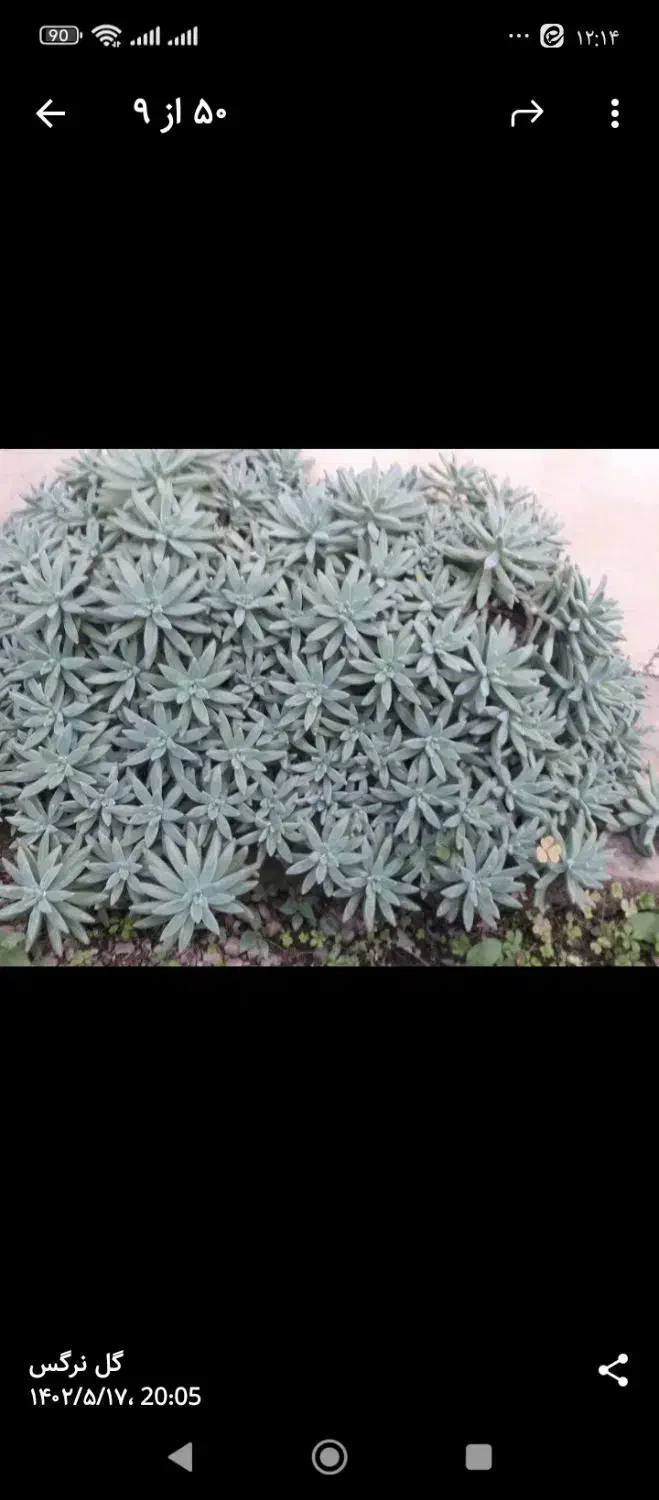 گلهای زیبا|گل و گیاه طبیعی|ماسال, |دیوار