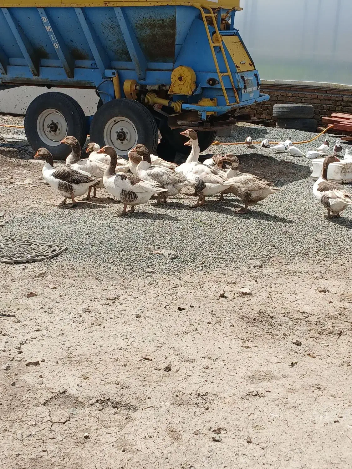 غاز|حیوانات مزرعه|کرمانشاه, |دیوار