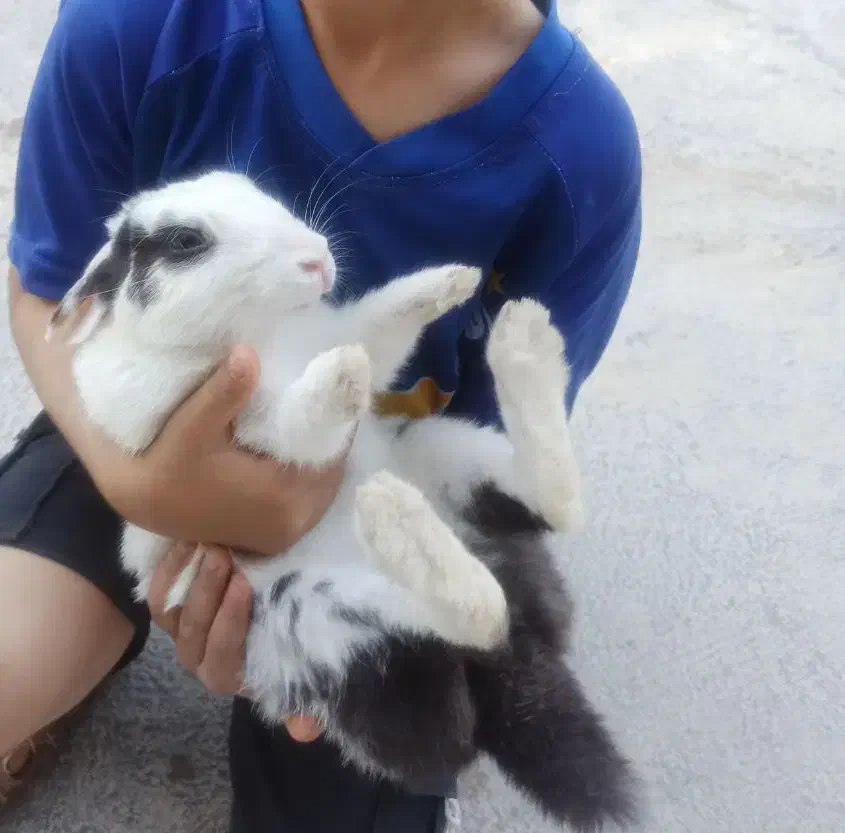 خرگوش اهلی|موش و خرگوش|بوشهر, |دیوار