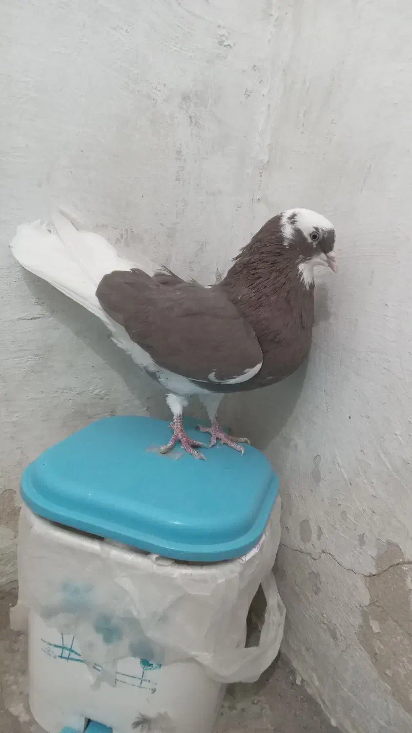 کبوتر|پرنده|شاهرود, |دیوار