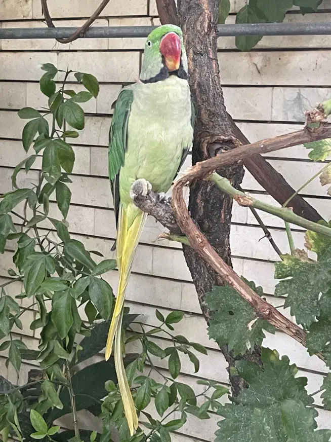 حیوانات گمشده|حیوانات|کرمانشاه, |دیوار