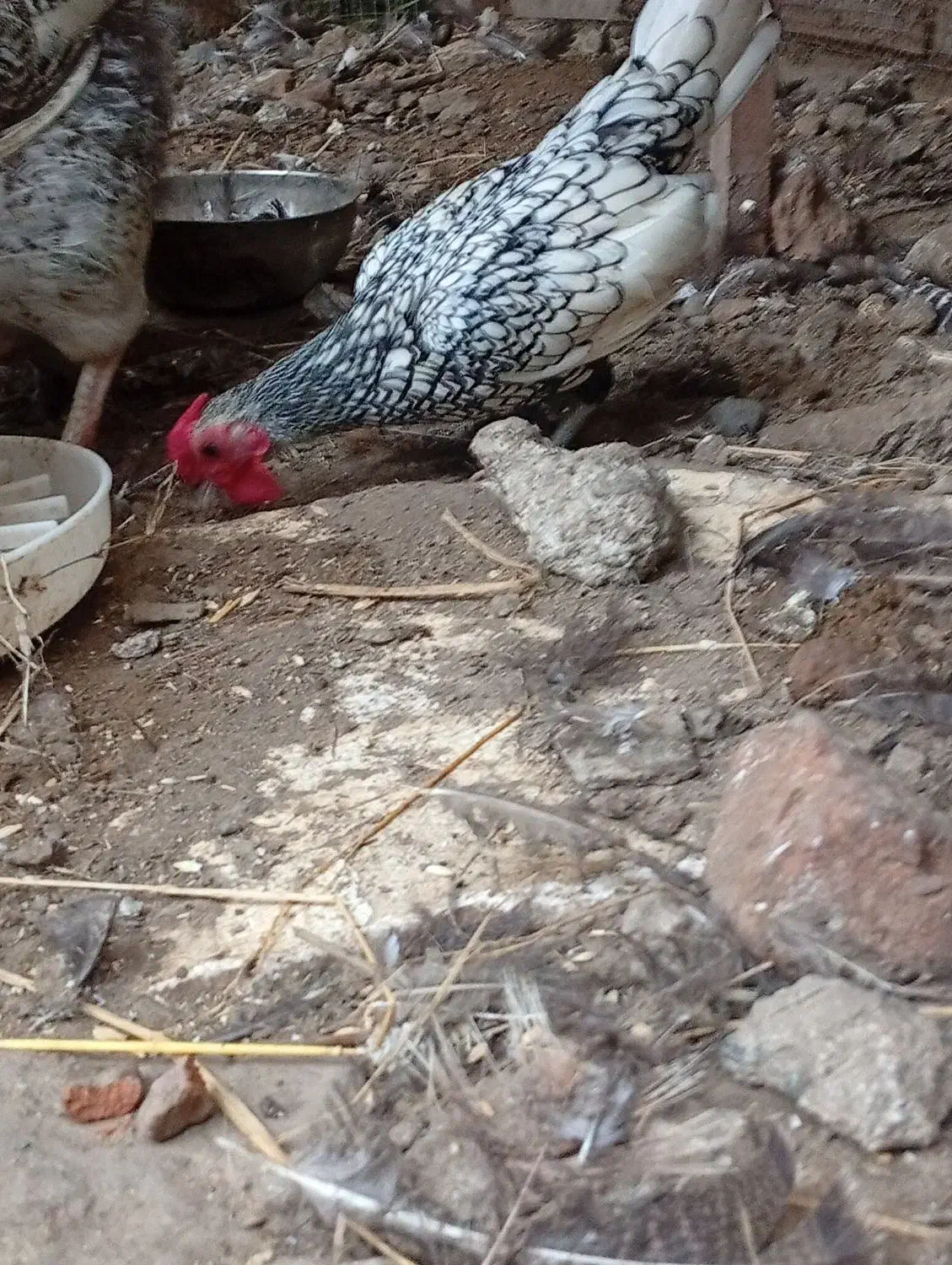 خروس و اردک اسراییلی|حیوانات مزرعه|رشت, بیجارپس|دیوار