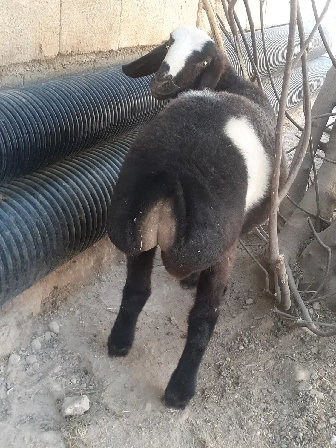 گوسفند (کاور)اصیل چینی|حیوانات مزرعه|گیلان غرب, |دیوار