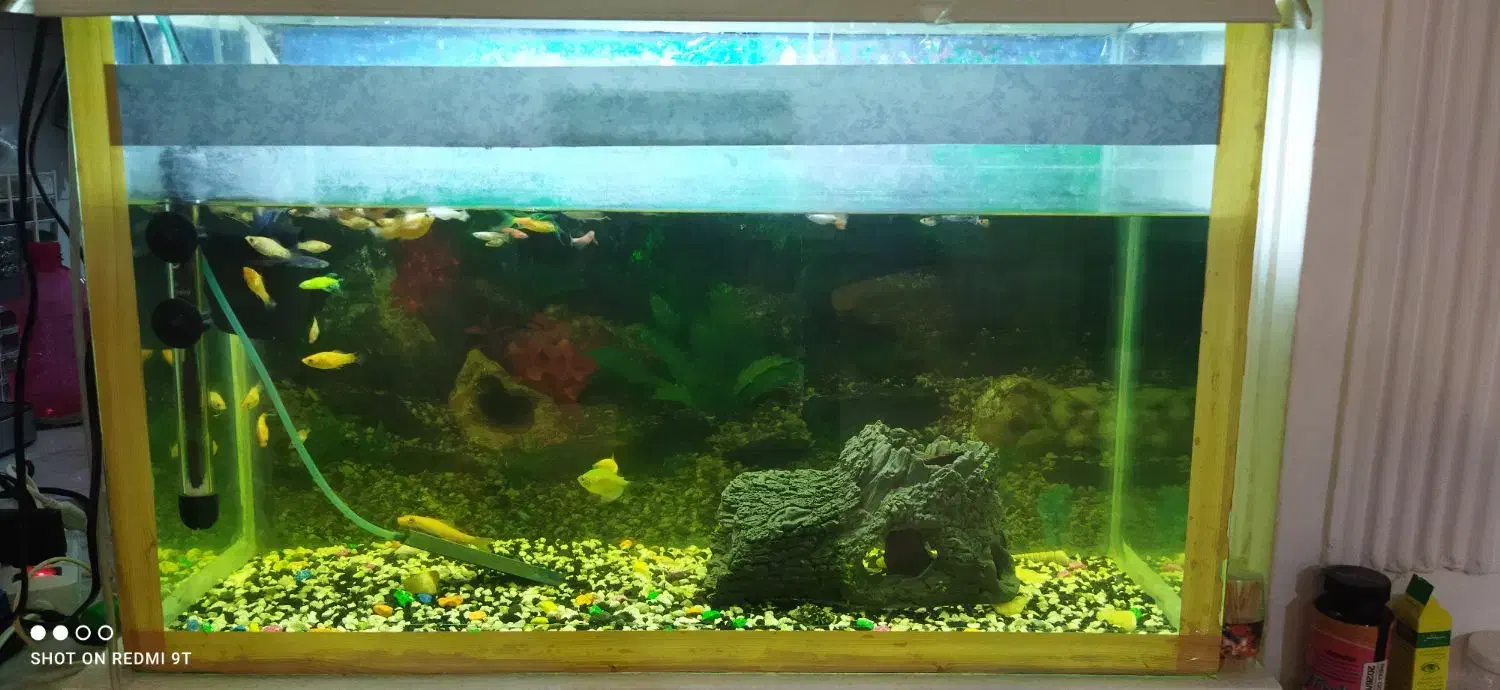 آکواریم بزرگ به همراه ماهی|ماهی|مشهد, انقلاب|دیوار