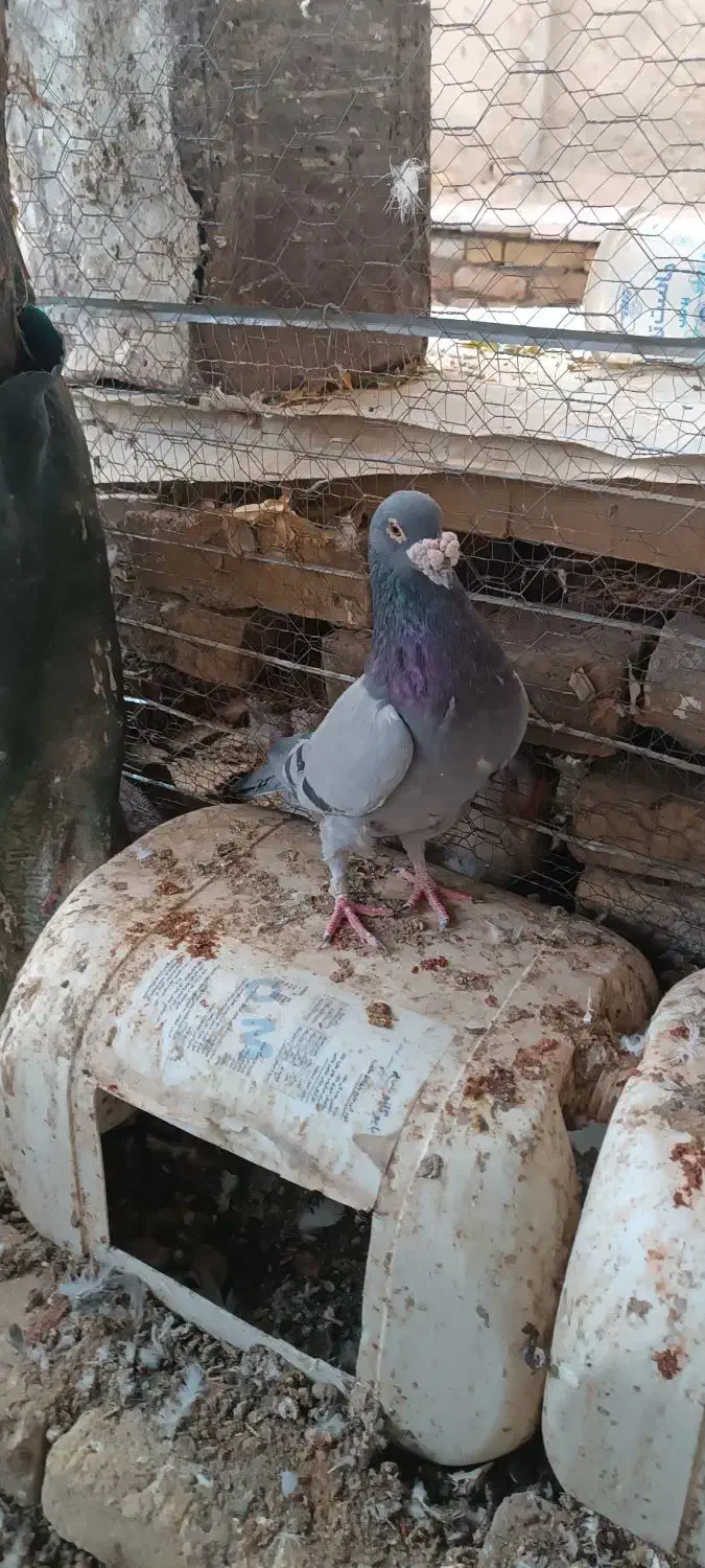 کبوتر هفترنگ و طوقی و سبز|پرنده|سبزوار, رباط|دیوار