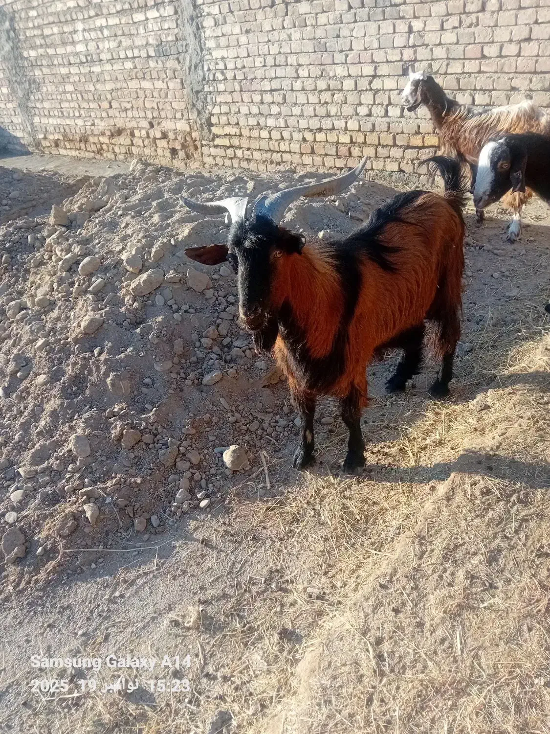 تروشت فروشی|حیوانات مزرعه|ایرانشهر, |دیوار