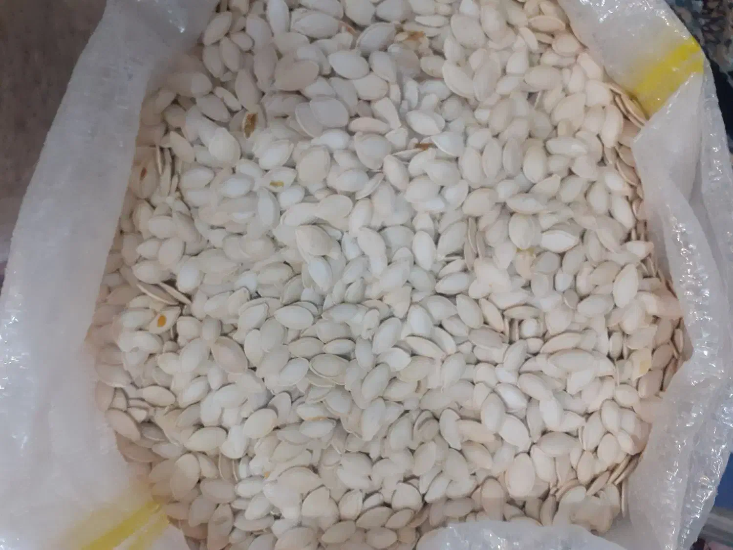 تخمه کدو درجه یک نو|عمده‌فروشی|سمیرم, |دیوار