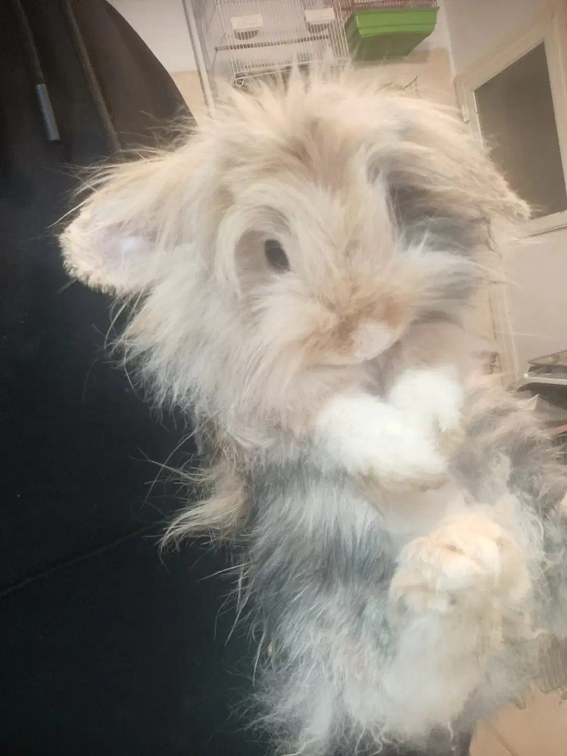 خرگوش لوپ زیر قیمت|موش و خرگوش|کرج, خرمدشت|دیوار