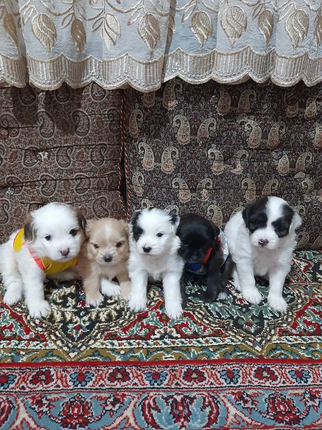 واگذاریه سگ پامر مالتیز|سگ|شاهدشهر, |دیوار