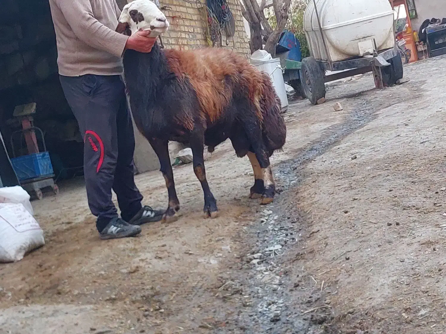 قوچ پلنگی|حیوانات مزرعه|ملایر, |دیوار