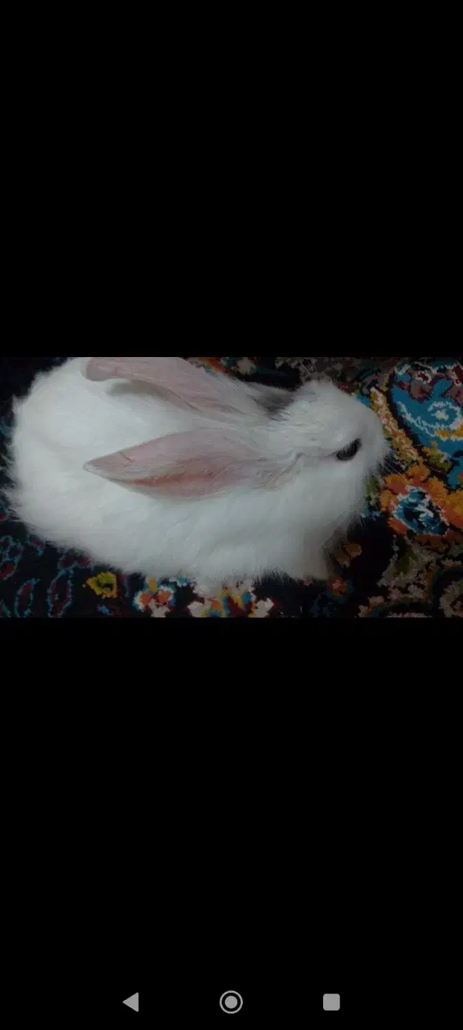 خرگوش|موش و خرگوش|گلستان (تهران), |دیوار