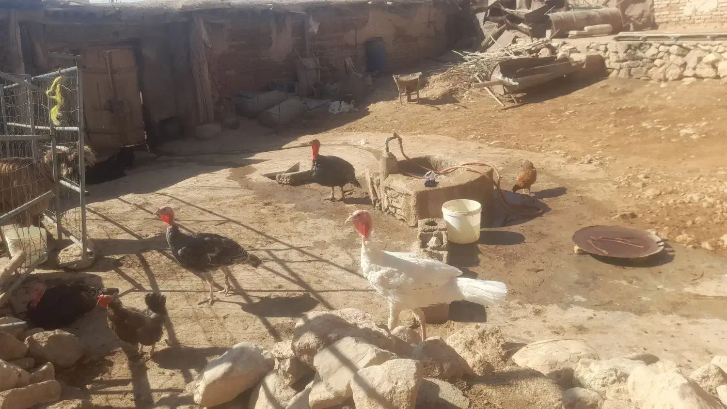 فروش ۱۰ بوقلمون بومی ۷تا ماده ۳ تا نر|حیوانات مزرعه|اردل, |دیوار
