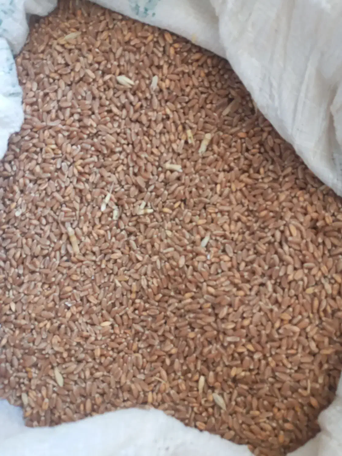 گندم رقم آفتاب (گیلانغرب)|عمدهفروشی|گیلان غرب, |دیوار