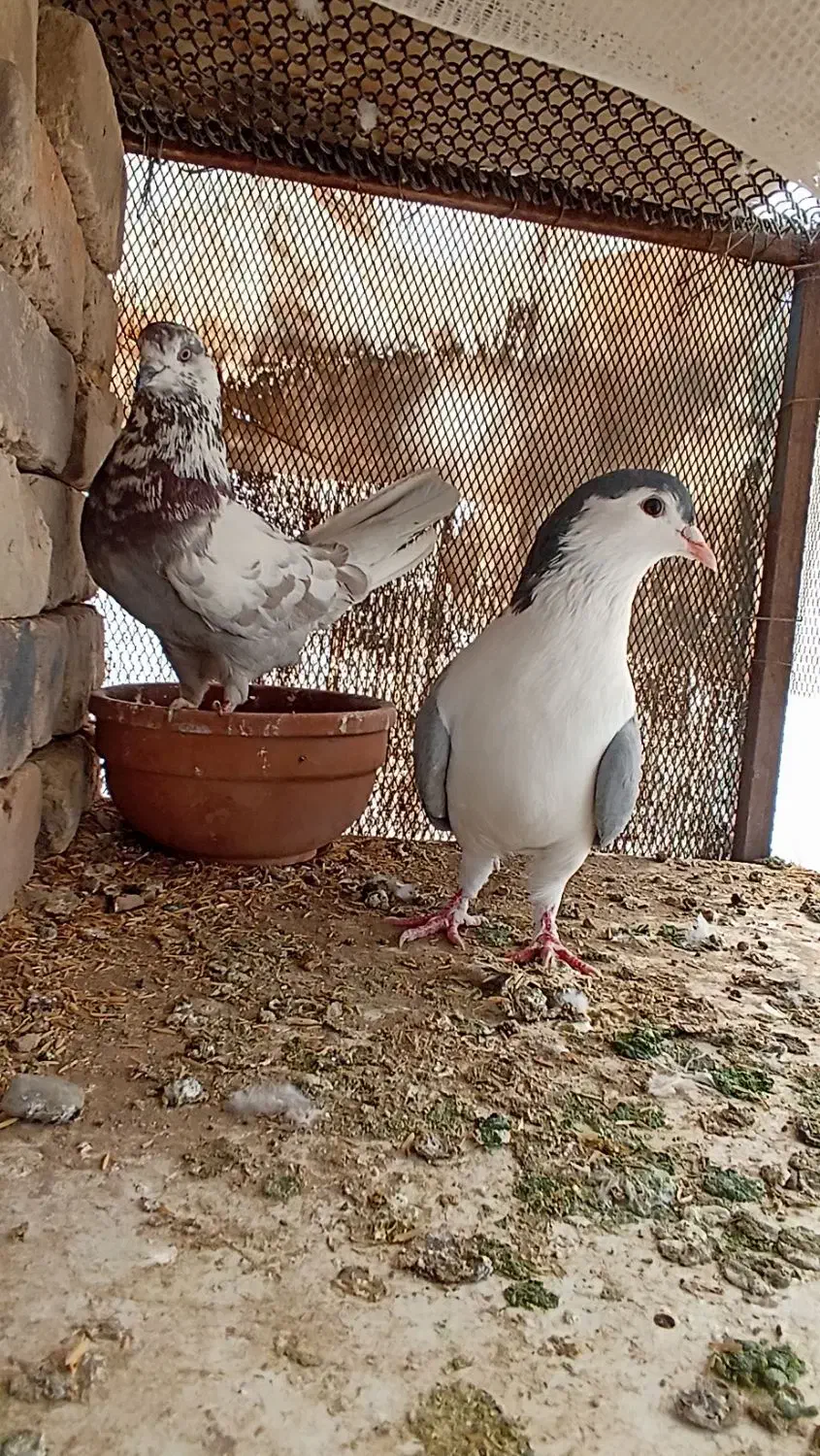 کفتر چادری و تهرانی|پرنده|پاکدشت, پاکدشت (مامازند)|دیوار