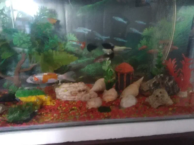 ماهی|ماهی|قوچان, |دیوار