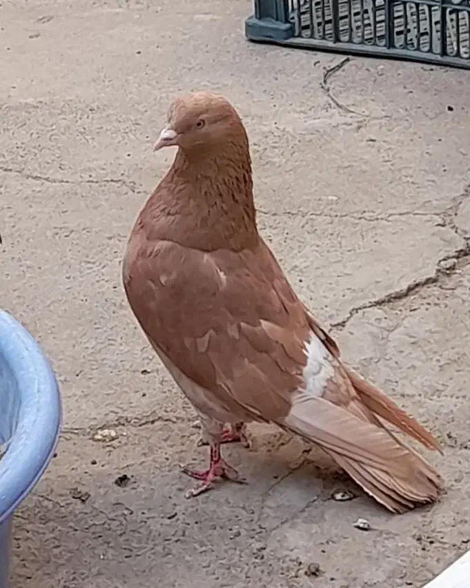 گم شده|حیوانات|سیرجان, |دیوار