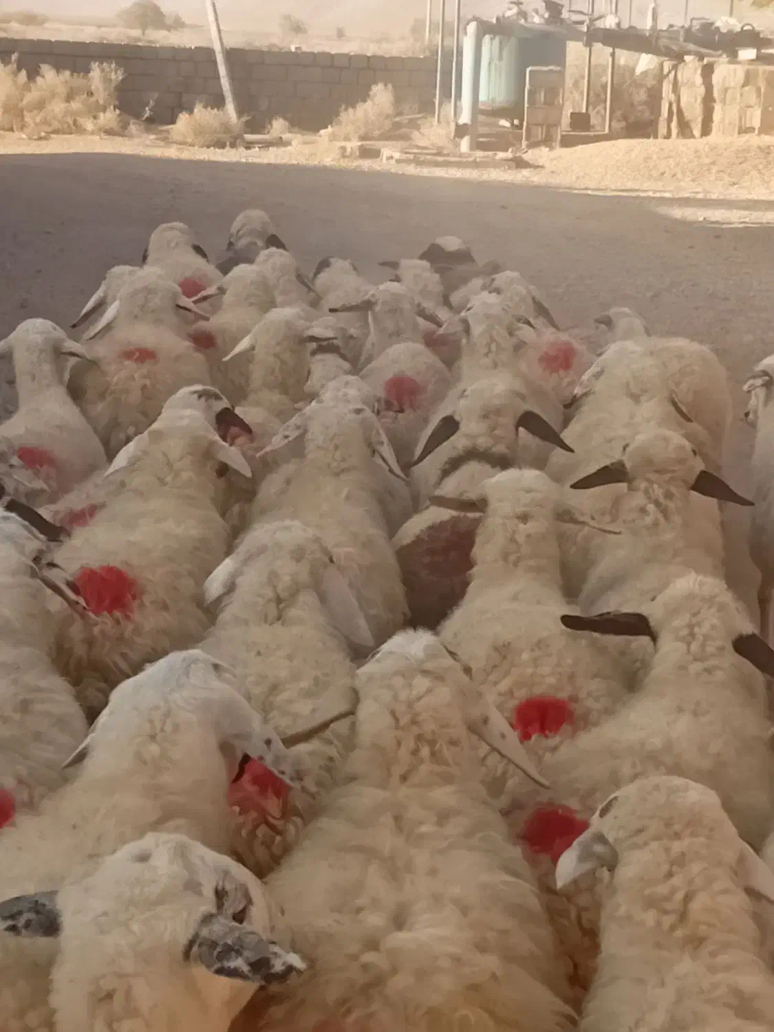 میش قلمه آباده ای ابستنمایه دار|حیوانات مزرعه|اقلید, |دیوار