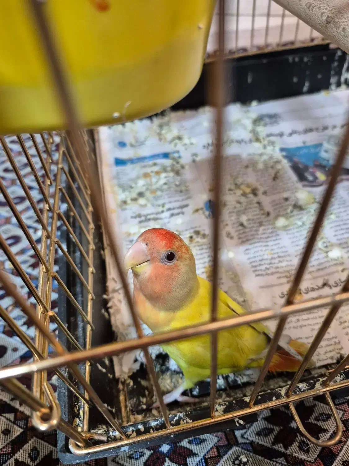 طوطی برزیلی|پرنده|ری, فیروزآبادی|دیوار